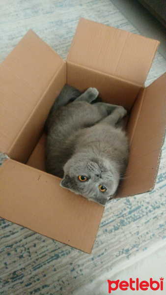 Scottish Fold, Kedi  Puffy fotoğrafı