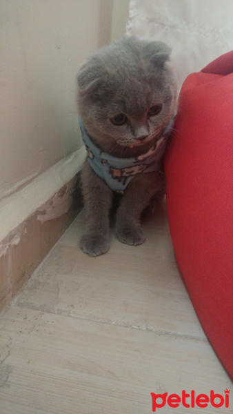 Scottish Fold, Kedi  Puffy fotoğrafı