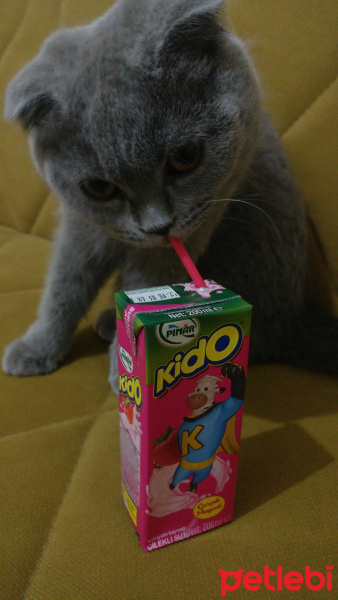 Scottish Fold, Kedi  Puffy fotoğrafı