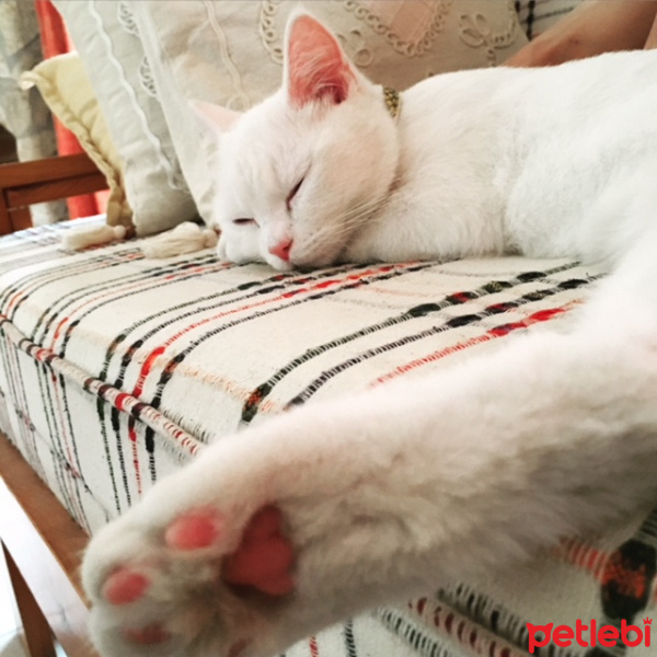 British Shorthair, Kedi  maya fotoğrafı
