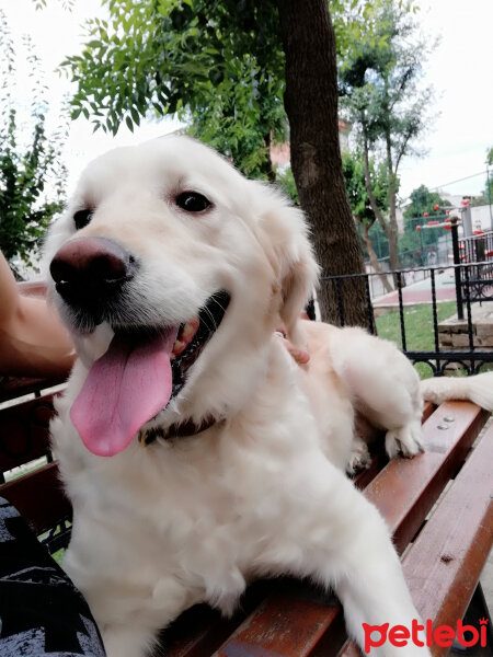 Golden Retriever, Köpek  Kontes fotoğrafı