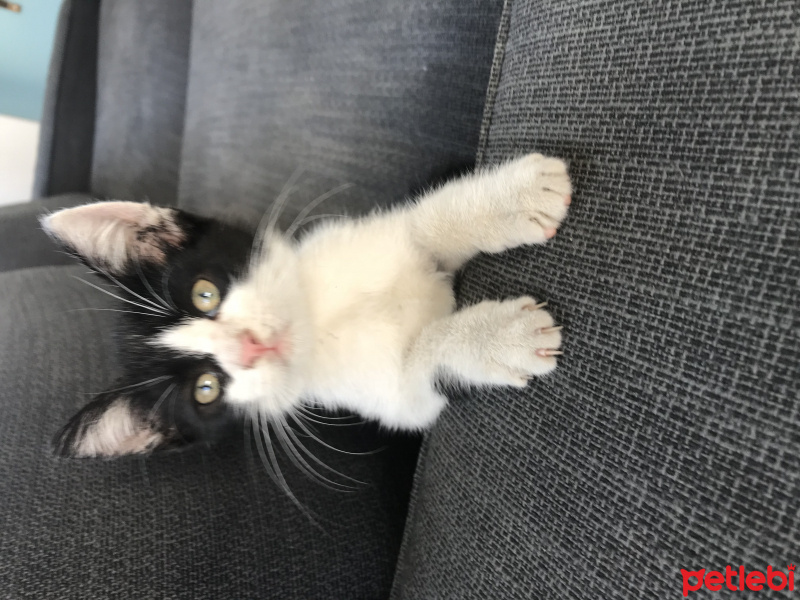 Tekir Kedi, Kedi  Çorap fotoğrafı