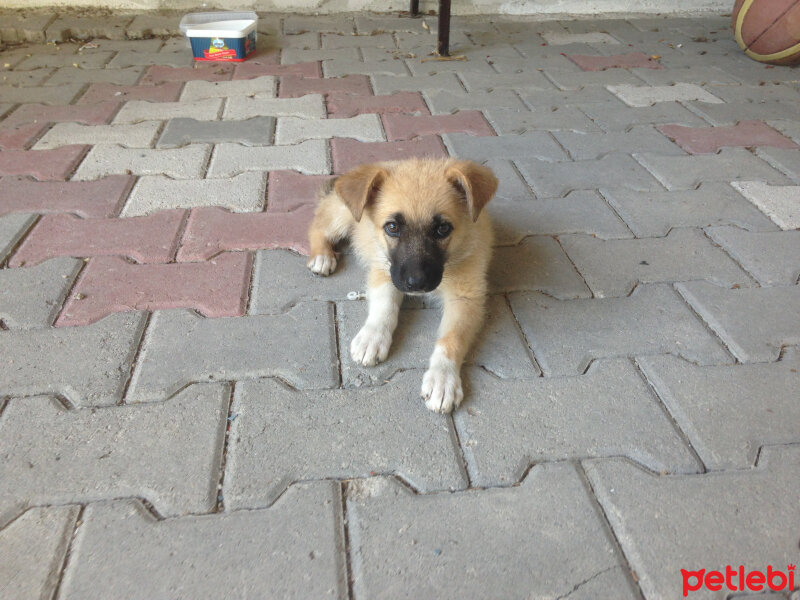 Kangal, Köpek  Garip fotoğrafı