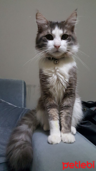 Chinchilla, Kedi  Bahtiyar fotoğrafı