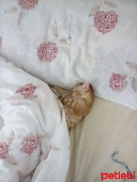 Tekir Kedi, Kedi  Balım fotoğrafı