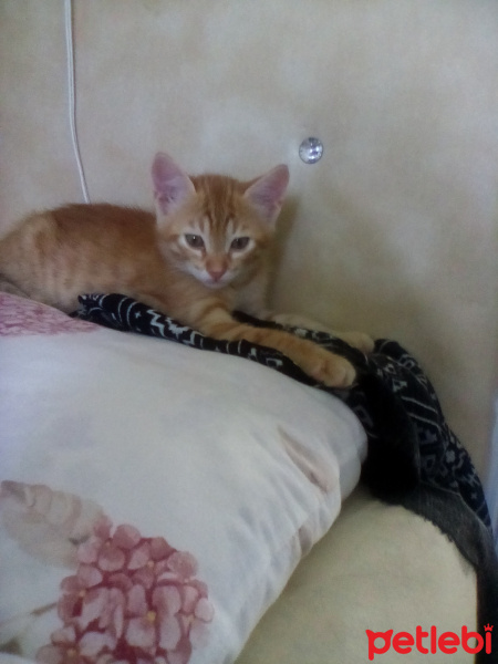 Tekir Kedi, Kedi  Balım fotoğrafı