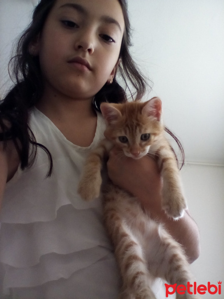 Tekir Kedi, Kedi  Balım fotoğrafı