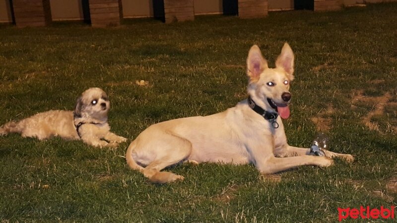 Akita İnu, Köpek  Maya fotoğrafı