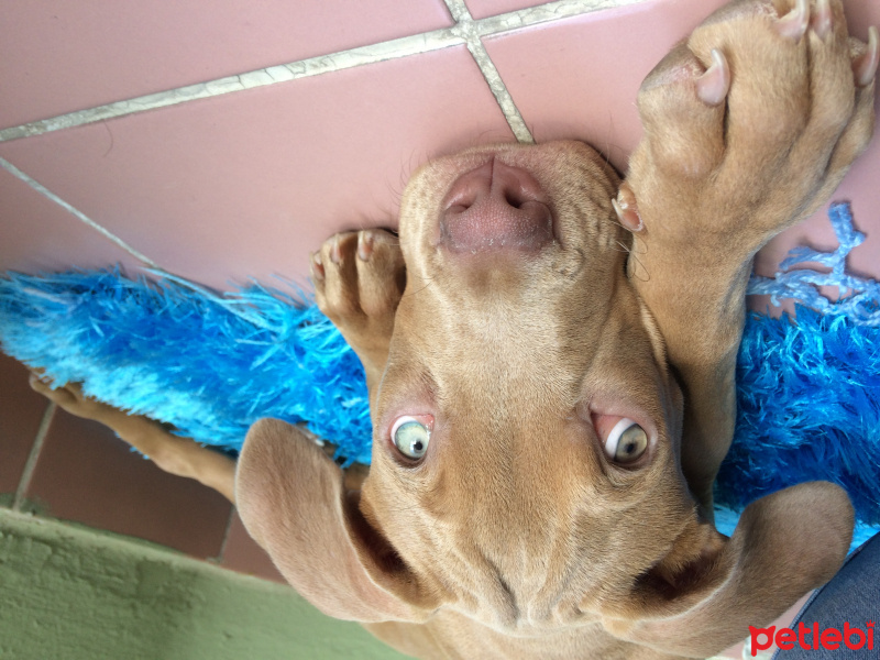 Amerikan Staffordshire Terrier, Köpek  Marilyn fotoğrafı