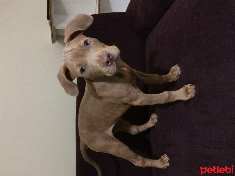 Amerikan Staffordshire Terrier, Köpek  Marilyn fotoğrafı