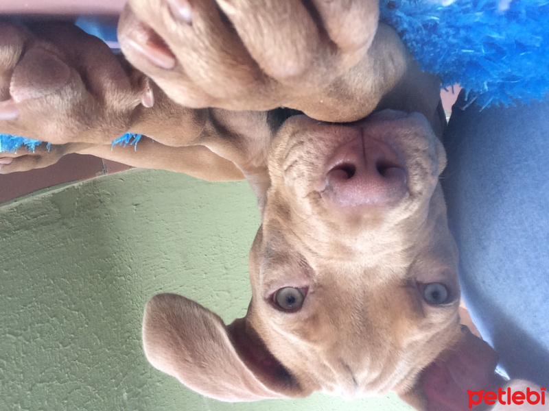 Amerikan Staffordshire Terrier, Köpek  Marilyn fotoğrafı