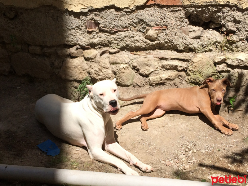 Amerikan Staffordshire Terrier, Köpek  Marilyn fotoğrafı