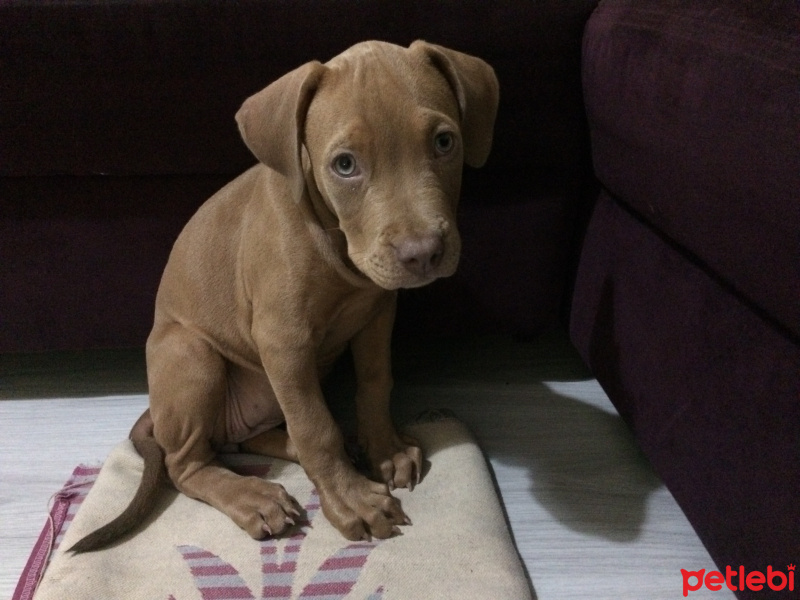 Amerikan Staffordshire Terrier, Köpek  Marilyn fotoğrafı