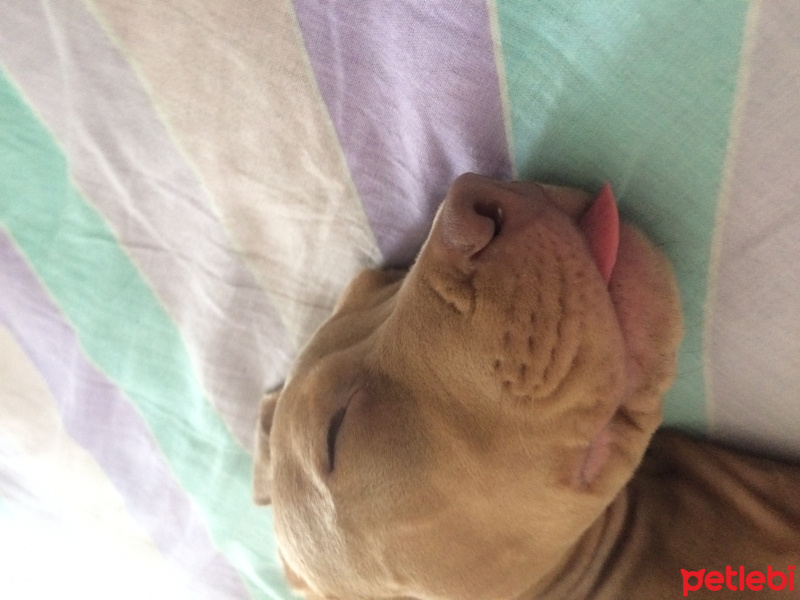Amerikan Staffordshire Terrier, Köpek  Marilyn fotoğrafı