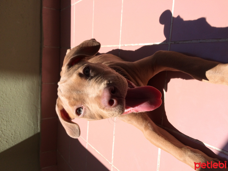 Amerikan Staffordshire Terrier, Köpek  Marilyn fotoğrafı
