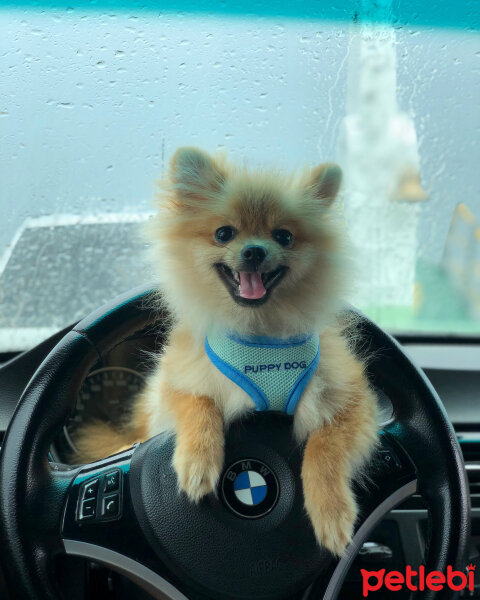 Pomeranyalı, Köpek  alex fotoğrafı