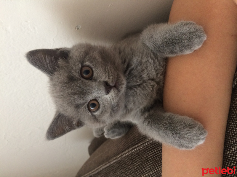 British Shorthair, Kedi  Mia fotoğrafı