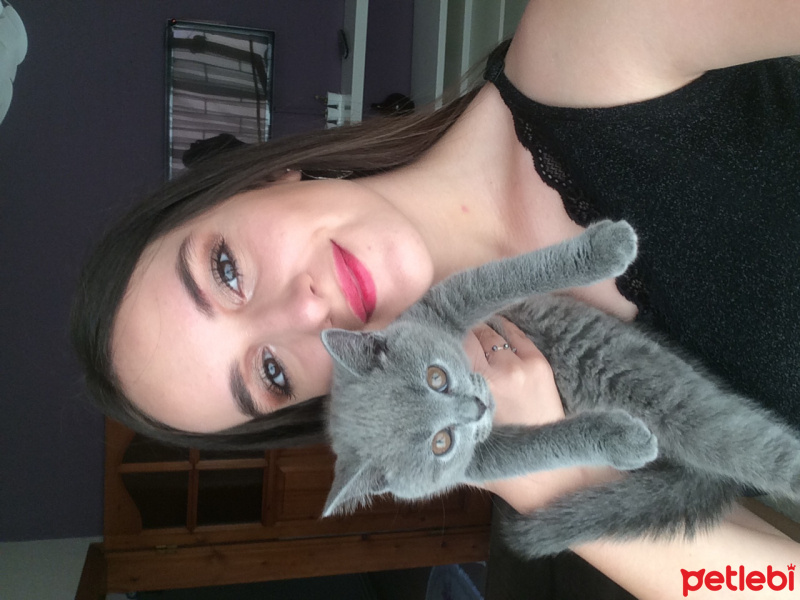 British Shorthair, Kedi  Mia fotoğrafı