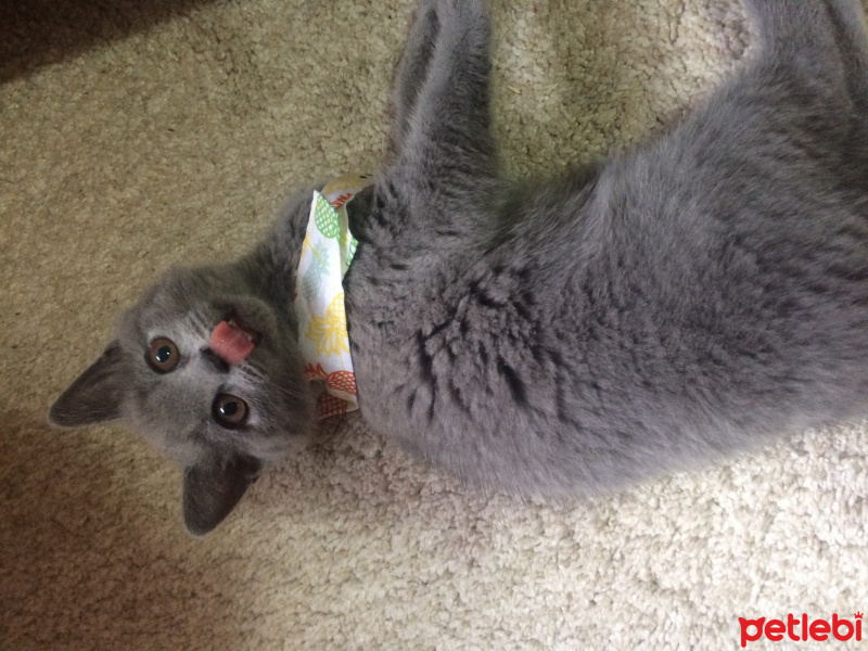 British Shorthair, Kedi  Mia fotoğrafı