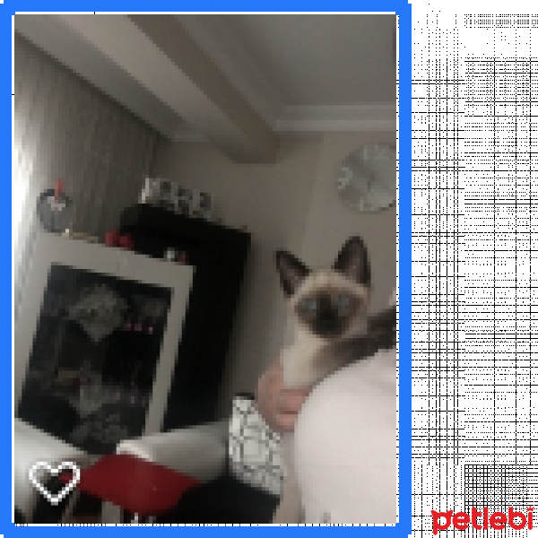 Siyam Kedisi, Kedi  MOCHA KARABULUT fotoğrafı