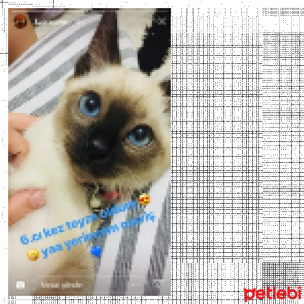 Siyam Kedisi, Kedi  MOCHA KARABULUT fotoğrafı