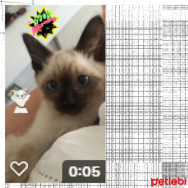 Siyam Kedisi, Kedi  MOCHA KARABULUT fotoğrafı