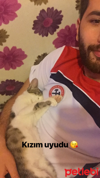 Tekir Kedi, Kedi  Pamuk fotoğrafı