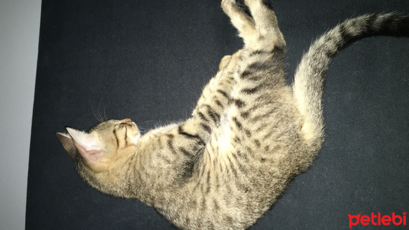 Tekir Kedi, Kedi  Kahraman fotoğrafı