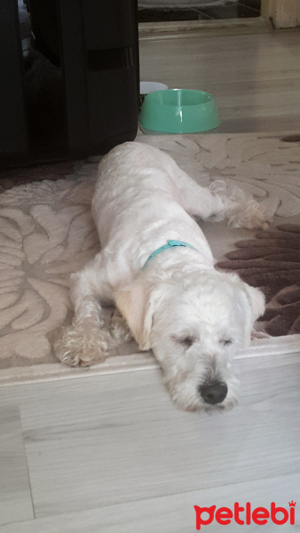 Maltese, Köpek  Yumuk fotoğrafı