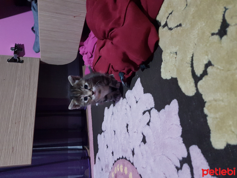 Tekir Kedi, Kedi  tosi fotoğrafı