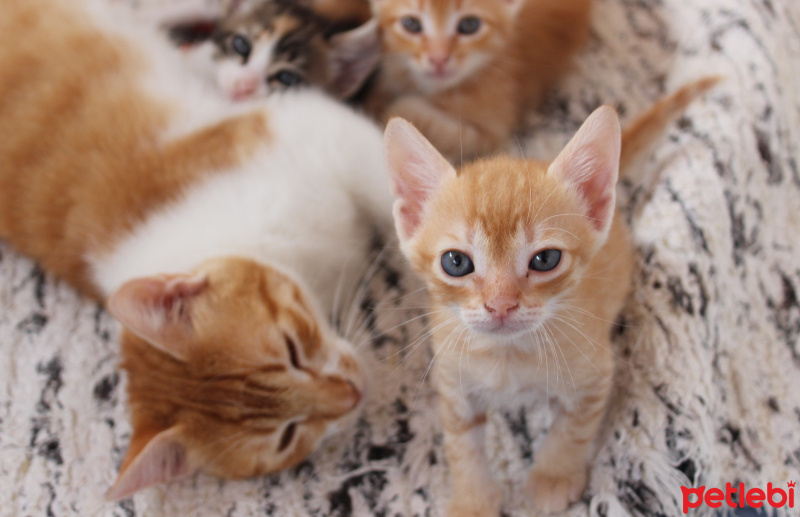 Tekir Kedi, Kedi  pati ayak fotoğrafı