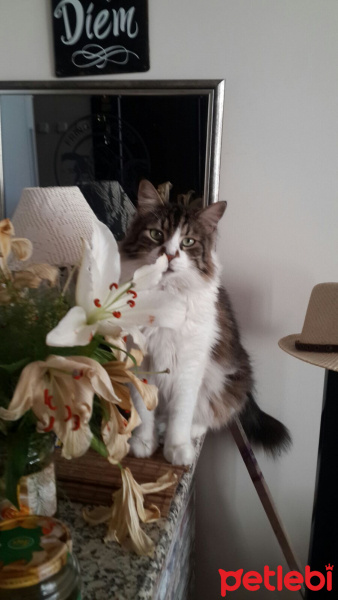 Soke, Kedi  SALÇA fotoğrafı