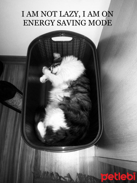 Soke, Kedi  SALÇA fotoğrafı