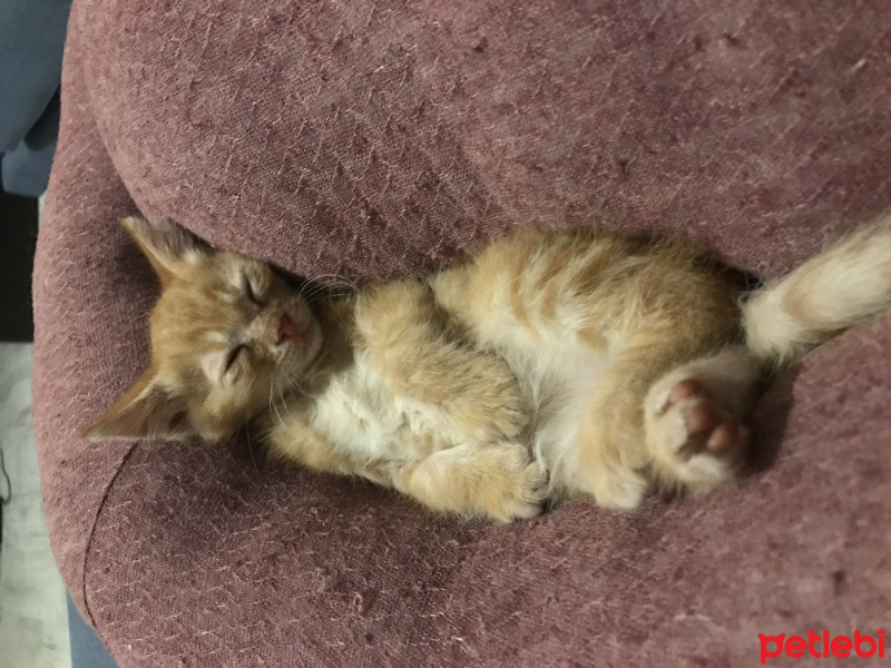 Abyssinian, Kedi  Puding fotoğrafı