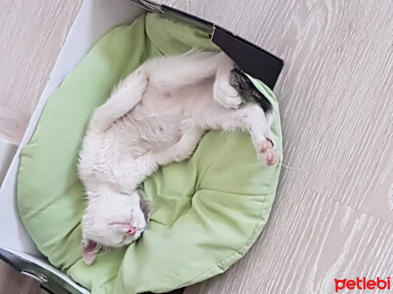 Tekir Kedi, Kedi  Şila fotoğrafı