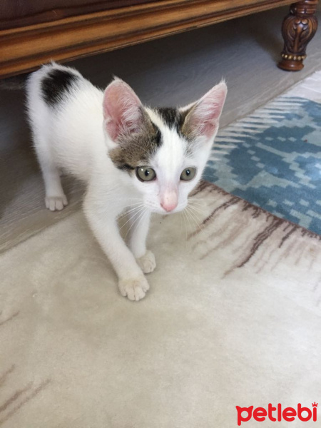 Tekir Kedi, Kedi  Şila fotoğrafı