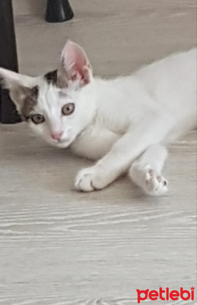 Tekir Kedi, Kedi  Şila fotoğrafı