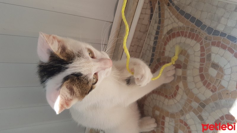Tekir Kedi, Kedi  Şila fotoğrafı