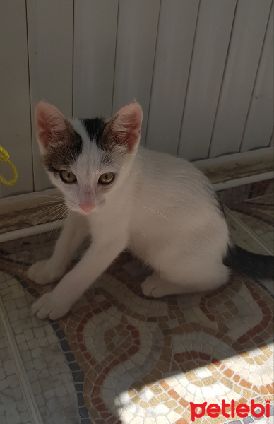 Tekir Kedi, Kedi  Şila fotoğrafı