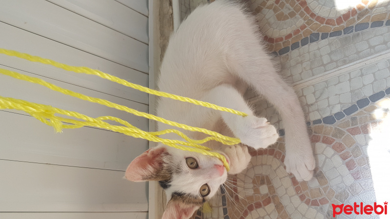 Tekir Kedi, Kedi  Şila fotoğrafı