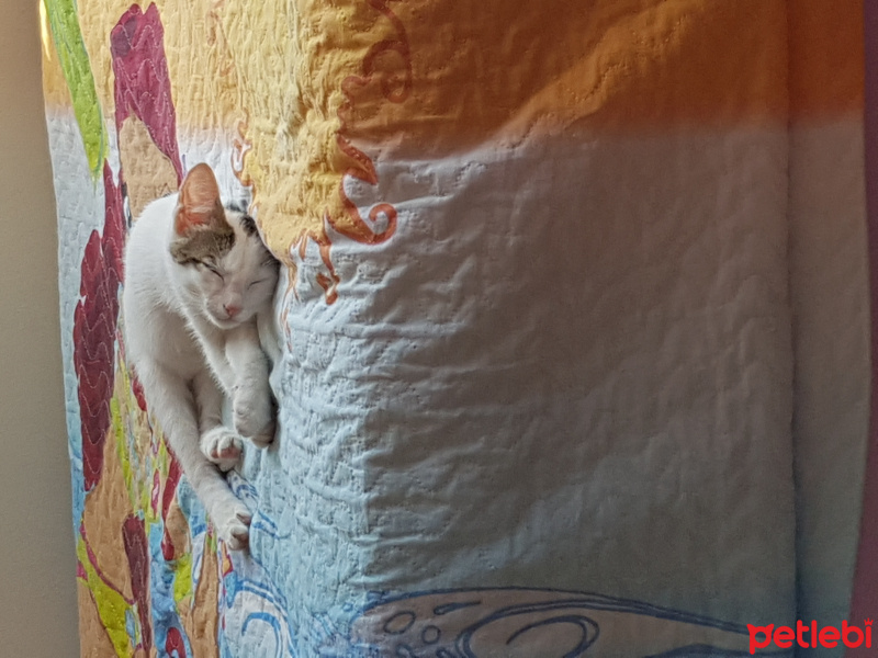 Tekir Kedi, Kedi  Şila fotoğrafı