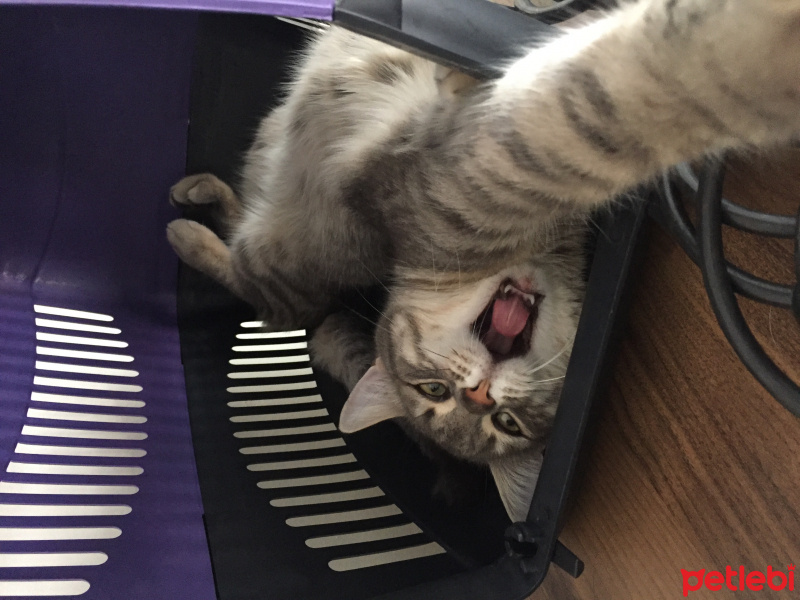 Tekir Kedi, Kedi  Mia fotoğrafı