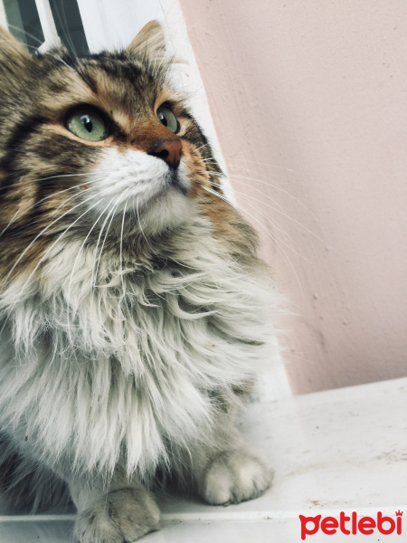 Tekir Kedi, Kedi  Mia fotoğrafı