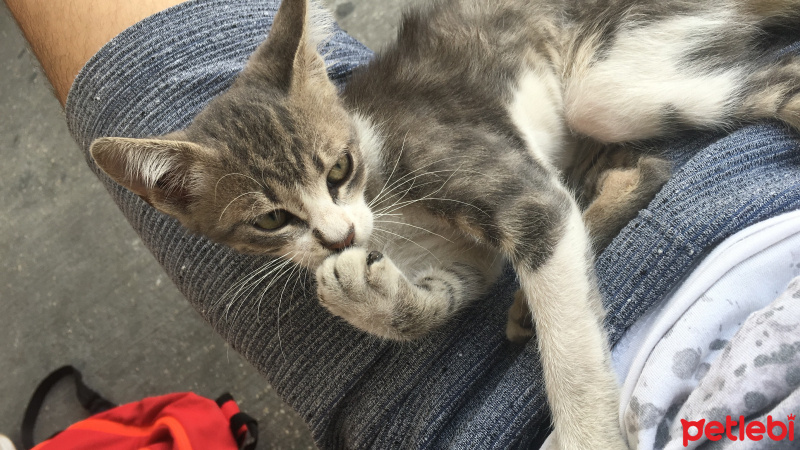 Tekir Kedi, Kedi  Sansar Faruk fotoğrafı