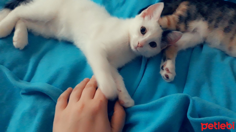 Tekir Kedi, Kedi  Neşeli ve sürmeli fotoğrafı