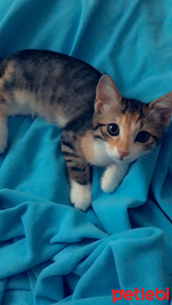 Tekir Kedi, Kedi  Neşeli ve sürmeli fotoğrafı