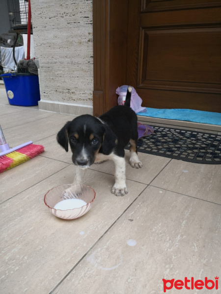 Akbaş, Köpek  BONCUK fotoğrafı