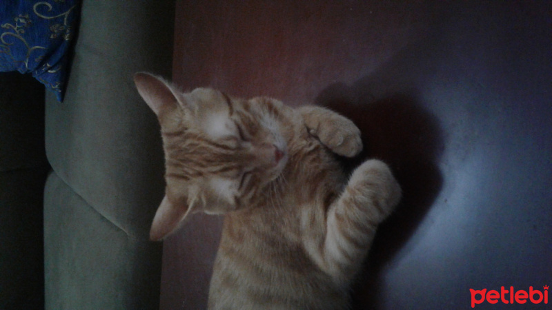 Tekir Kedi, Kedi  oskar fotoğrafı
