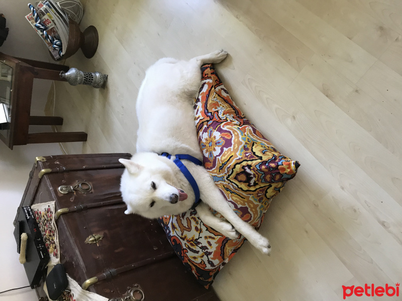 Samoyed, Köpek  Mia fotoğrafı