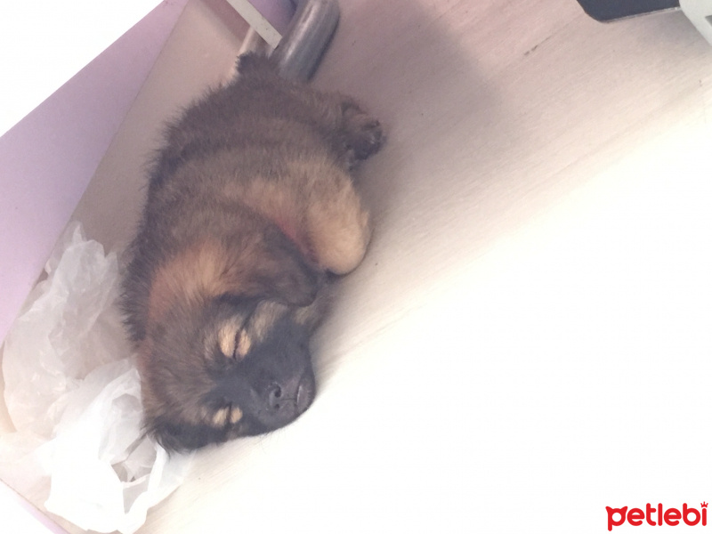 Pekingese, Köpek  Karpuz fotoğrafı